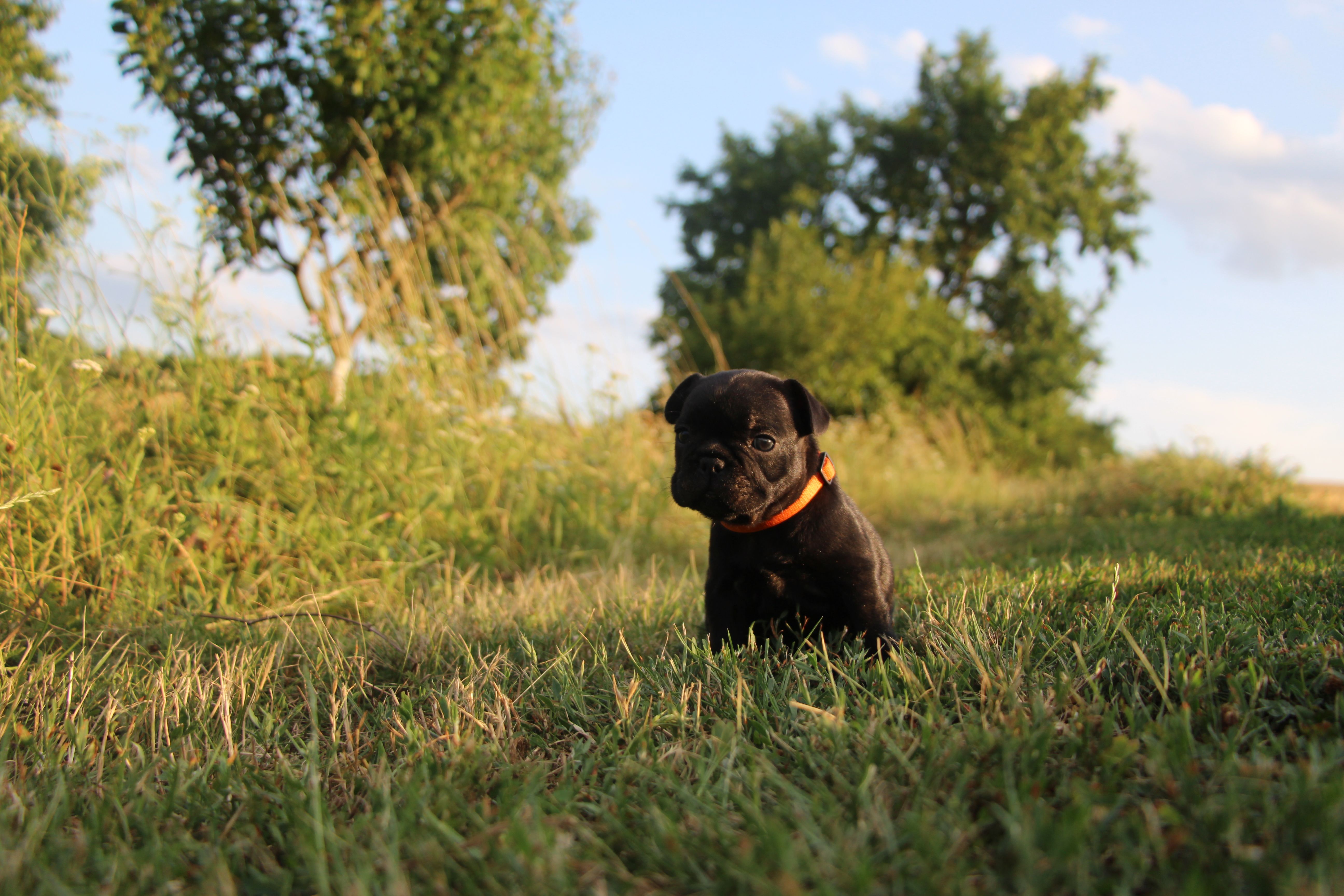  <svg class='orange'></svg> <b>Ma Cherry Melody</b> <svg class='orange'></svg>